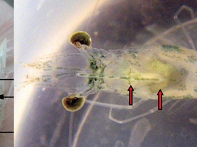 Ngừa 5 bệnh tôm chưa có vắc xin phòng và thuốc trị