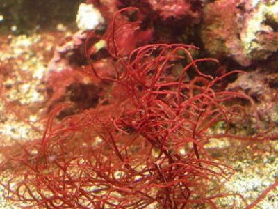 Hiệu quả 4 loại rong biển trong khẩu phần ăn của TTCT