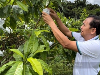Người tiên phong trồng thành công vú sữa hoàng kim vàng rực trên đất Quảng Ngãi