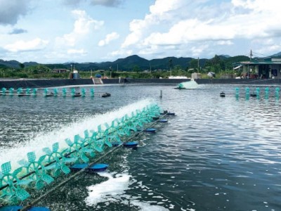 Chiều sâu lý tưởng của ao nuôi : Yếu tố kỹ thuật quyết định hiệu quả trong nuôi trồng thủy sản