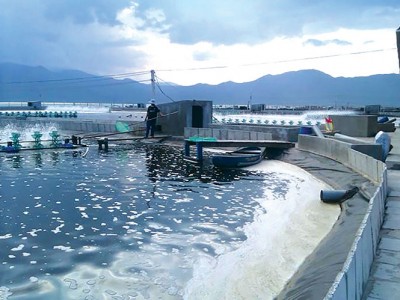 Khánh Hòa: Thả nuôi tôm phục vụ thị trường cuối năm