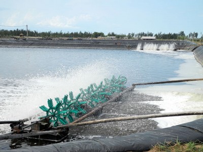 Nghệ An: Tích cực chăm sóc tôm vụ Đông