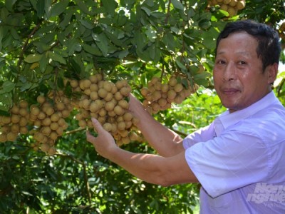 Bí quyết của một nhà vườn trồng nhãn muộn luôn thắng đậm