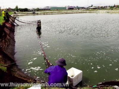 Chia sẻ kinh nghiệm nuôi tôm thẻ chân trắng hiệu quả