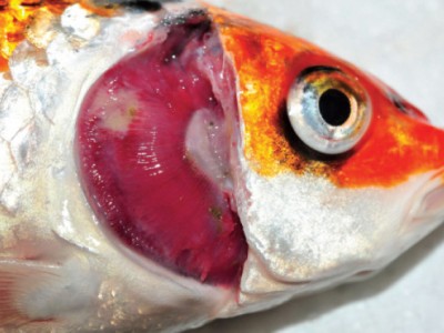 Bệnh thường gặp trên cá nước ngọt vào mùa xuân