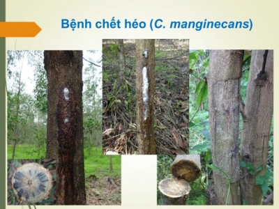 Bệnh chết héo cây keo: Nguyên nhân và biện pháp phòng chống