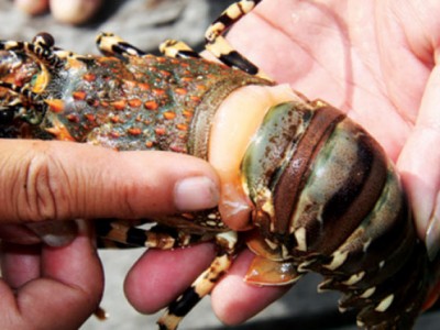 Bệnh sữa ở tôm hùm và cách điều trị bệnh sữa hiệu quả nhất!