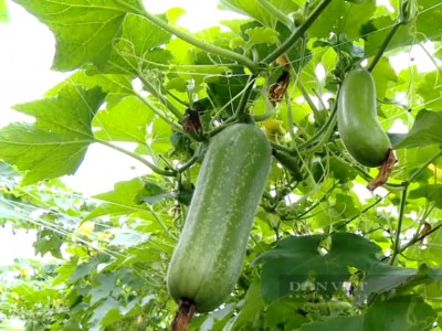 Trồng loại bí nghe tên thấy chua ê răng, ăn lại ngọt, ông nông dân đất Tiền Giang thu tiền triệu mỗi ngày