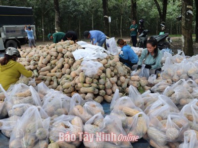 Bí đỏ vào vụ nằm la liệt trên ruộng, nông dân Tây Ninh đứng ngồi không yên tìm nơi tiêu thụ