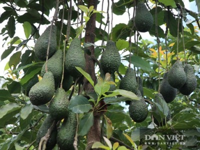 Xây nhà máy lai tạo giống, phát triển vùng nguyên liệu cây ăn quả ứng dụng công nghệ cao tại Thừa Thiên- Huế