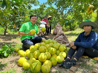 Hà Tĩnh: Bán thứ quả đặc sản, nông dân huyện miền núi Hương Khê thu gần 590 tỷ đồng