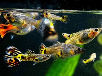 Tác động gây đột biến ở cá bảy màu