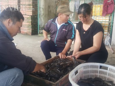 Vùng Nghĩa Hưng (Nam Định) nuôi loại cá đặc sản này, dân ít ăn nhưng thương lái Trung Quốc tranh nhau mua