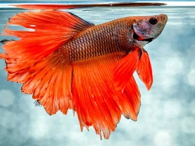 Xử lý bệnh nấm ở cá cảnh