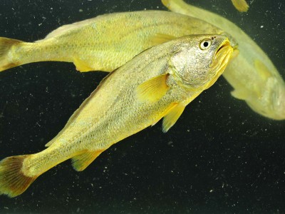 Methionine làm tăng hoạt tính chống oxy hóa trên cá đù vàng