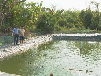 Bỏ phố về quê đào ao rót 600 triệu xuống nuôi thứ cá đẹp như cá cảnh, lãi hàng trăm triệu/năm