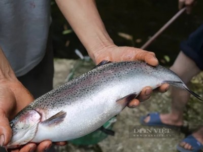 Nuôi cá hồi trên vùng mây bay, ông tỷ phú nông dân Lào Cai đưa loài cá đặc sản 