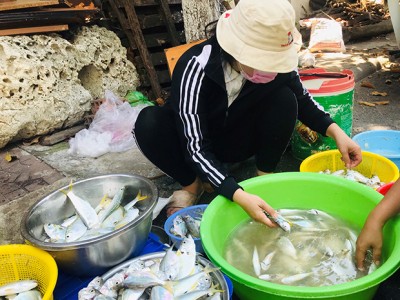 Đây là 2 loài cá đang có nhiều ở biển Bình Định, dân ra đánh bắt, có bao nhiêu thương lái khuân hết sạch