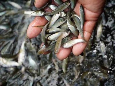 Cá linh non đã về, giá cao gấp đôi năm ngoái