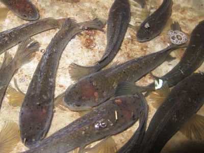 5 THẢO DƯỢC DÂN DÃ KHÁNG NẤM TRÊN CÁ LÓC