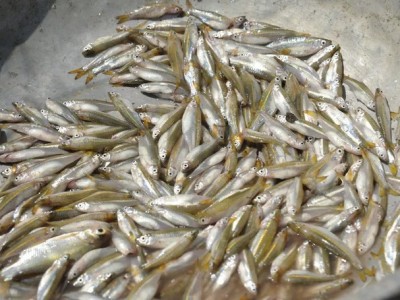 Cả làng hò nhau bắt loài cá bé tí, trước là cá nhà nghèo, nay thành đặc sản đồng quê nhà giàu cũng thèm ăn