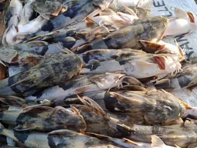 Hoà Bình: Nắng nóng kéo dài, nước hồ thủy điện tụt sâu, cá lồng chết trắng, nông dân khóc ròng