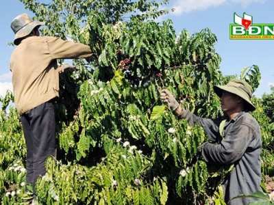 Biện pháp khắc phục cà phê ra hoa sớm