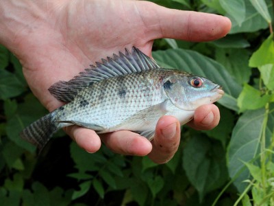 Hàm lượng dinh dưỡng trong Moina ảnh hưởng đến cá rô phi bột như thế nào?