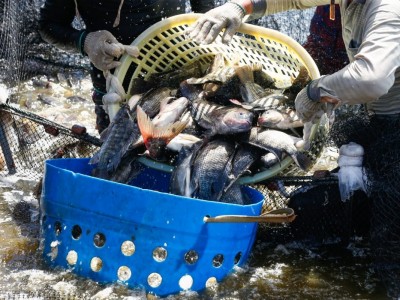 Lá ổi - Cây nhà lá vườn giúp cá giải độc thuốc trừ sâu