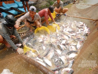 An Giang - Đồng Tháp bắt tay nâng tầm thương hiệu cá tra Việt Nam