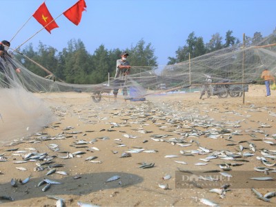 Hà Tĩnh: Mỗi ngày dân đánh được hàng tấn cá trích, cá mắc lưới chi chít, gỡ mỏi tay không hết