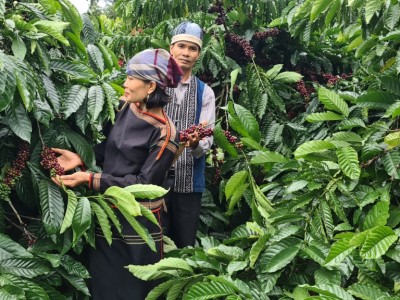 Được Mỹ ưa chuộng, giá một loại nông sản của Việt Nam bật tăng nhưng vẫn thua đối thủ cạnh tranh