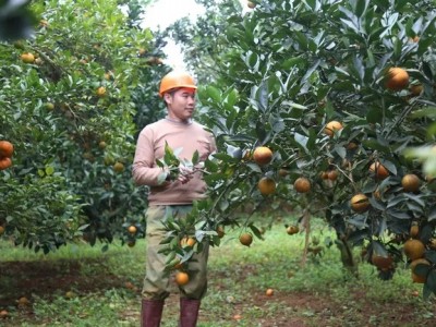 Ứng dụng công nghệ cao, nhiều loại trái cây của tỉnh Hòa Bình bán đắt hàng