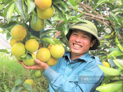 Lạ chưa, vườn cam 