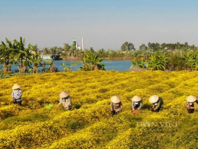 Trồng thứ cây trổ hoa vàng rực cả cánh đồng, nông dân Hải Phòng trẩy hội hái thu tiền rủng rỉnh