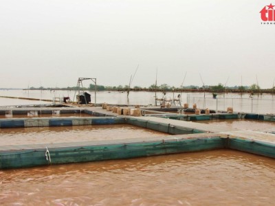 Một nơi ở Hải Phòng, nuôi cá dày đặc bằng công nghệ 