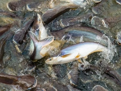 Lá lựu tăng cường kháng gan thận mủ