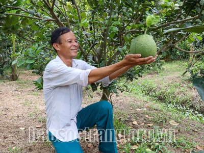 Hàng trăm tấn vú sữa, bưởi xuất sang Mỹ, châu Âu, Sóc Trăng thu “quả ngọt” từ cây ăn trái đặc sản