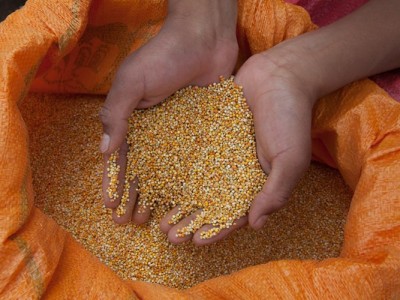 Cây diêm mạch là cây gì mà hạt ăn rất tốt, nếu trồng ở Việt Nam, nông dân chắc chắn sẽ thích?