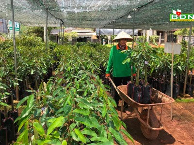 Sản xuất, kinh doanh giống cây trồng tự phát ở Đắk Nông, nguy cơ cao về nạn cây rởm, kém chất lượng