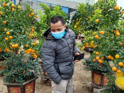 Hải Phòng: Nhà vườn trồng cây cảnh bán tết đẹp thì rõ đẹp nhưng ngày đêm đang thấp thỏm điều gì?