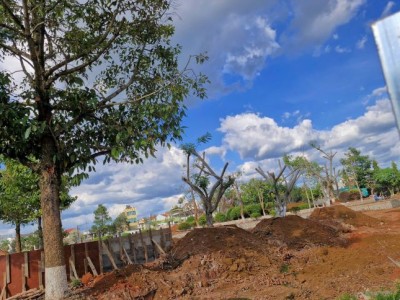 Bảo Lộc trồng lại gấp ba lần số cây bị chặt hạ để mở đường