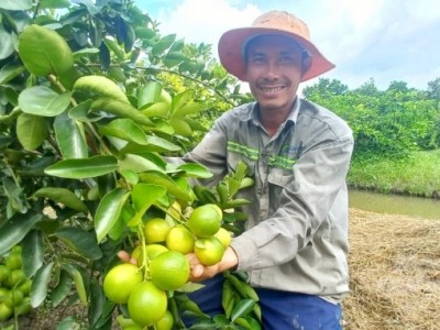 Chanh không hạt, chua nhưng 'giá ngọt'