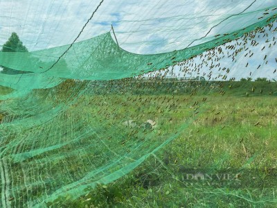 Dân nơi này ở Nghệ An giăng thiên la địa võng bắt một con vật bay nhảy giỏi bán làm đặc sản