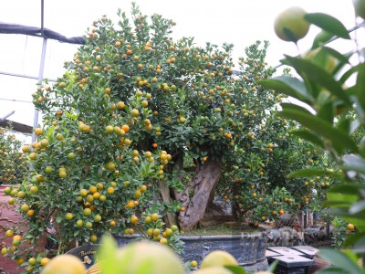 Bất chấp dịch bệnh, hàng trăm cây quất bonsai bạc triệu vẫn “xuất” đều mỗi ngày