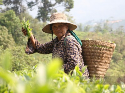 Nông dân nghèo đổi đời nhờ trồng chè Shan tuyết nơi cổng trời miền Tây tỉnh Nghệ An