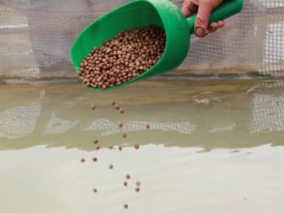 Giải pháp giảm chi phí thức ăn trong nuôi cá