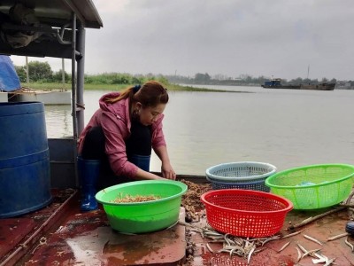 Dòng sông Hồng mùa này dân Hưng Yên ra săn loài côn trùng làm đặc sản, nghe tên vật vờ thấy bất ngờ