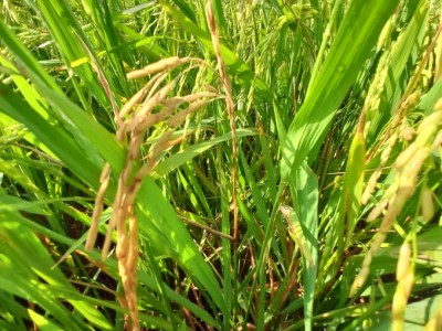 Nguy cơ cao bùng phát sâu bệnh hại cây trồng