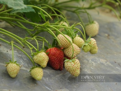 Bước chuyển biến mạnh mẽ trong sản xuất, kinh doanh, tiêu thụ nông sản, thực phẩm an toàn ở Nghệ An